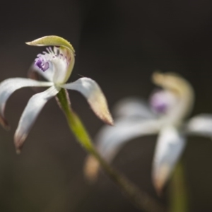 Caladenia ustulata at Acton, ACT - 7 Oct 2017