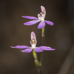 Caladenia carnea (Pink Fingers) at Acton, ACT - 7 Oct 2017 by GlenRyan