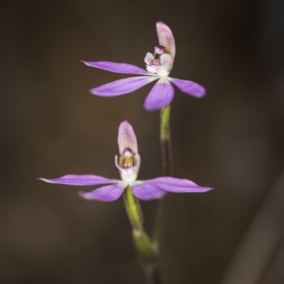 Caladenia carnea (Pink Fingers) at ANBG South Annex - 7 Oct 2017 by GlenRyan