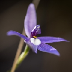 Glossodia major (Wax Lip Orchid) at ANBG South Annex - 7 Oct 2017 by GlenRyan