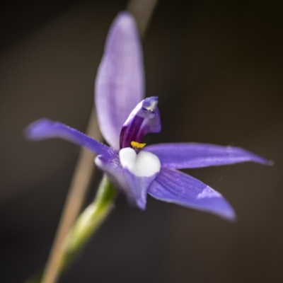 Glossodia major (Wax Lip Orchid) at Acton, ACT - 7 Oct 2017 by GlenRyan