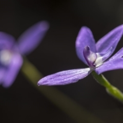 Glossodia major at Acton, ACT - suppressed