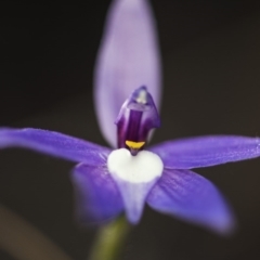 Glossodia major at Acton, ACT - suppressed
