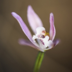 Caladenia fuscata (Dusky Fingers) at ANBG South Annex - 7 Oct 2017 by GlenRyan