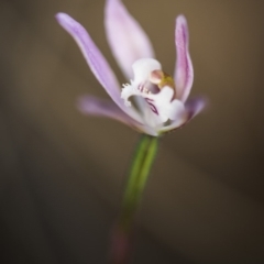 Caladenia fuscata at Acton, ACT - 7 Oct 2017