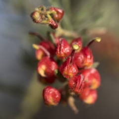 Grevillea alpina (Mountain Grevillea / Cat's Claws Grevillea) at ANBG South Annex - 7 Oct 2017 by GlenRyan