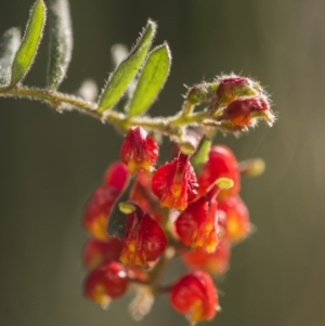 Grevillea alpina at Acton, ACT - 7 Oct 2017