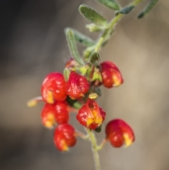 Grevillea alpina at Acton, ACT - 7 Oct 2017