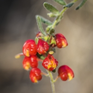 Grevillea alpina at Acton, ACT - 7 Oct 2017