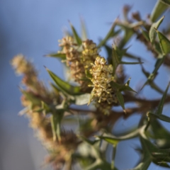 Grevillea ramosissima subsp. ramosissima (Fan Grevillea) at Acton, ACT - 7 Oct 2017 by GlenRyan