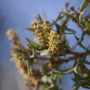 Grevillea ramosissima subsp. ramosissima at Acton, ACT - 7 Oct 2017 04:30 PM