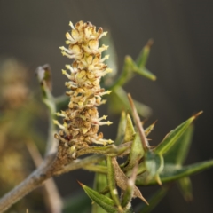 Grevillea ramosissima subsp. ramosissima at Acton, ACT - 7 Oct 2017