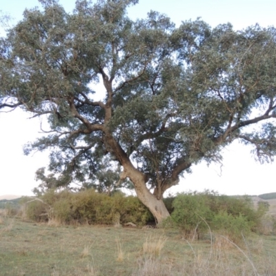 Eucalyptus bridgesiana (Apple Box) at Denman Prospect, ACT - 25 Sep 2017 by MichaelBedingfield