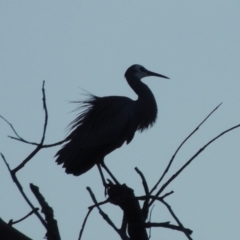 Egretta novaehollandiae (White-faced Heron) at Molonglo Valley, ACT - 25 Sep 2017 by MichaelBedingfield