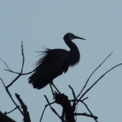 Egretta novaehollandiae (White-faced Heron) at Molonglo River Reserve - 25 Sep 2017 by michaelb