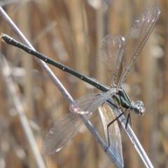 Austroargiolestes icteromelas (Common Flatwing) at Molonglo River Reserve - 3 Oct 2017 by michaelb