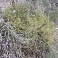 Einadia nutans (Climbing Saltbush) at Majura, ACT - 29 Nov 2017 by mtainslieweeders