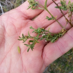 Einadia nutans at Majura, ACT - 30 Nov 2017 08:22 AM