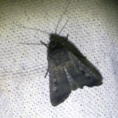 Agrotis infusa (Bogong Moth, Common Cutworm) at O'Connor, ACT - 7 Oct 2017 by ibaird