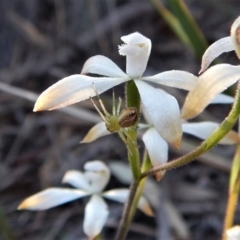 Lehtinelagia sp. (genus) (Flower Spider or Crab Spider) at Aranda, ACT - 6 Oct 2017 by CathB