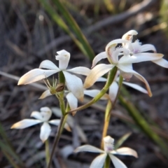 Lehtinelagia sp. (genus) at Aranda, ACT - 6 Oct 2017