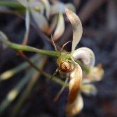 Lehtinelagia sp. (genus) at Aranda, ACT - 6 Oct 2017