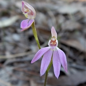 Caladenia carnea at Point 49 - suppressed