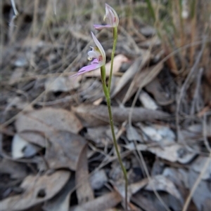 Caladenia carnea at Point 49 - suppressed