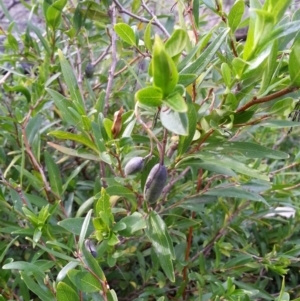 Billardiera heterophylla at Majura, ACT - 8 Oct 2017