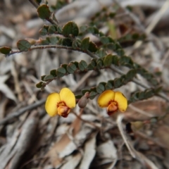 Bossiaea buxifolia (Matted Bossiaea) at Mount Painter - 6 Oct 2017 by CathB