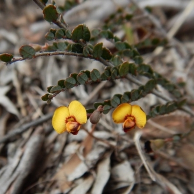 Bossiaea buxifolia (Matted Bossiaea) at Cook, ACT - 6 Oct 2017 by CathB