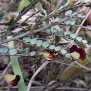 Bossiaea buxifolia at Cook, ACT - 6 Oct 2017
