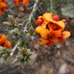 Dillwynia sericea (Egg And Bacon Peas) at Mount Painter - 6 Oct 2017 by CathB