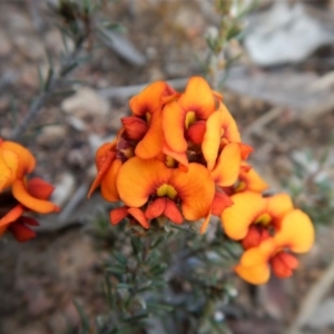 Dillwynia sericea at Cook, ACT - 6 Oct 2017