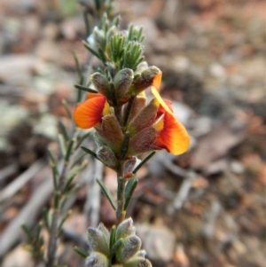 Dillwynia sericea at Cook, ACT - 6 Oct 2017 03:27 PM