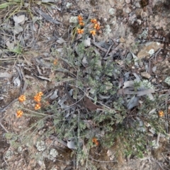 Dillwynia sericea at Cook, ACT - 6 Oct 2017 03:27 PM