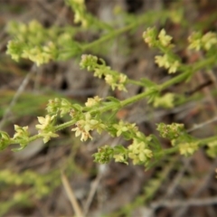 Galium gaudichaudii subsp. gaudichaudii (Rough Bedstraw) at Cook, ACT - 6 Oct 2017 by CathB