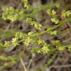 Galium gaudichaudii subsp. gaudichaudii at Cook, ACT - 6 Oct 2017