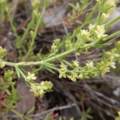 Galium gaudichaudii subsp. gaudichaudii at Cook, ACT - 6 Oct 2017