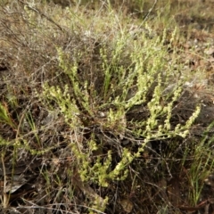 Galium gaudichaudii subsp. gaudichaudii at Cook, ACT - 6 Oct 2017