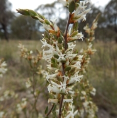 Brachyloma daphnoides (Daphne Heath) at Belconnen, ACT - 5 Oct 2017 by CathB