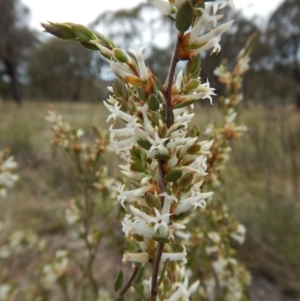 Brachyloma daphnoides at Belconnen, ACT - 5 Oct 2017