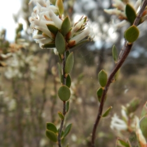 Brachyloma daphnoides at Belconnen, ACT - 5 Oct 2017