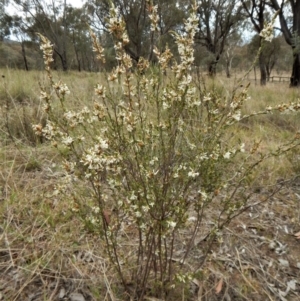 Brachyloma daphnoides at Belconnen, ACT - 5 Oct 2017 03:09 PM