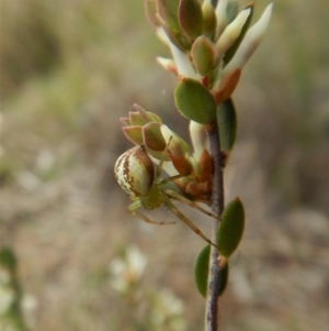 Lehtinelagia sp. (genus) at Belconnen, ACT - 5 Oct 2017