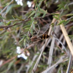 Oxyopes (genus) (Lynx spider) at Belconnen, ACT - 5 Oct 2017 by CathB