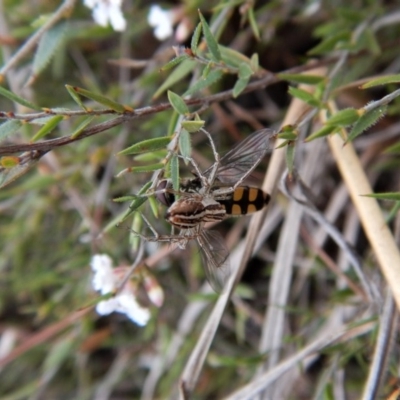 Oxyopes (genus) (Lynx spider) at Belconnen, ACT - 5 Oct 2017 by CathB