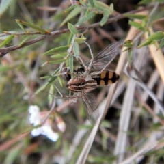 Oxyopes sp. (genus) at Belconnen, ACT - 5 Oct 2017 03:15 PM