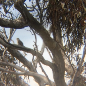 Cacomantis pallidus at Wamboin, NSW - 8 Oct 2017