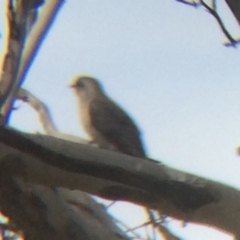 Cacomantis pallidus at Wamboin, NSW - 8 Oct 2017